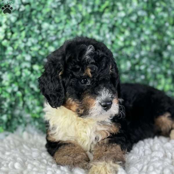 Bear, Mini Bernedoodle Puppy